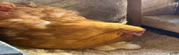 Chickens poultry for sale: Buff Orpington Chicks - Advert 2