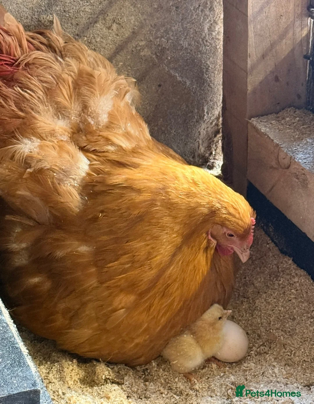 Chickens poultry for sale: Buff Orpington Chicks - Advert 2