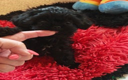 Shihpoo dogs for sale: imperial shihtzu xshipoo - Image 5