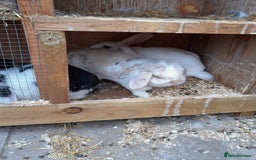 English Lop rabbits for sale: 3 rabbits and full setup - Image 2
