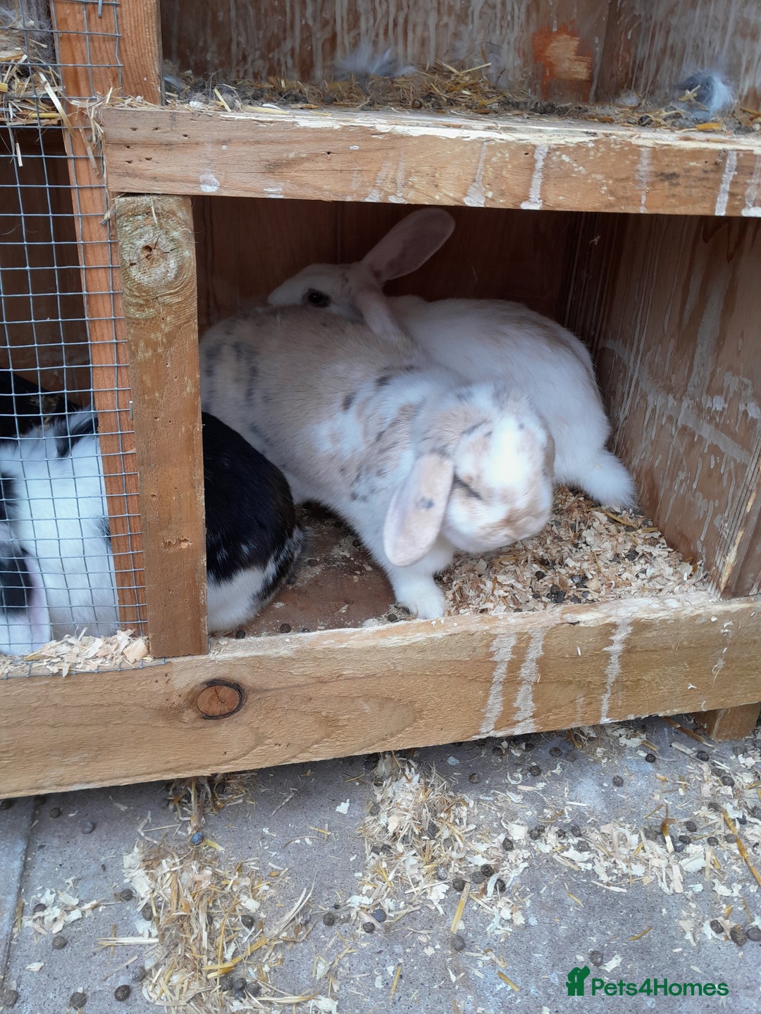 English Lop rabbits for sale: 3 rabbits and full setup - Image 2