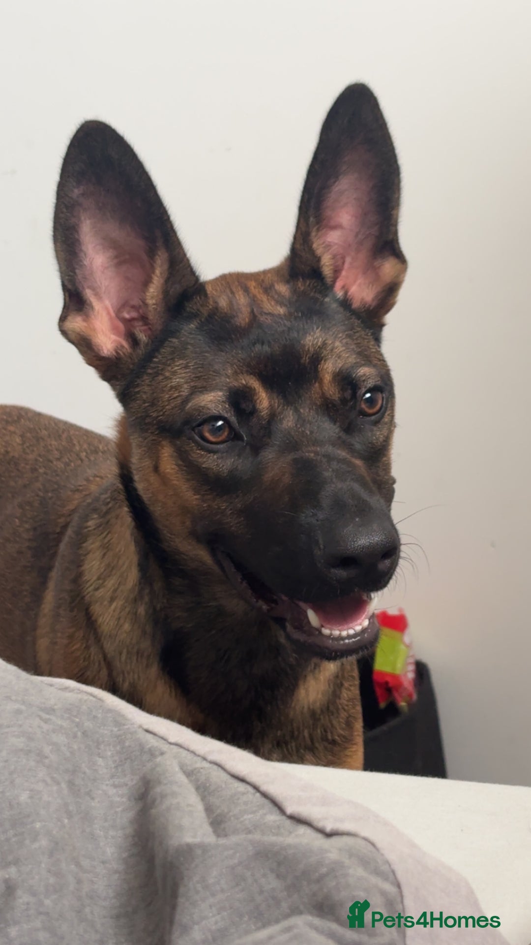 Belgian Shepherd Dog dogs for sale: Nova  - Advert 2