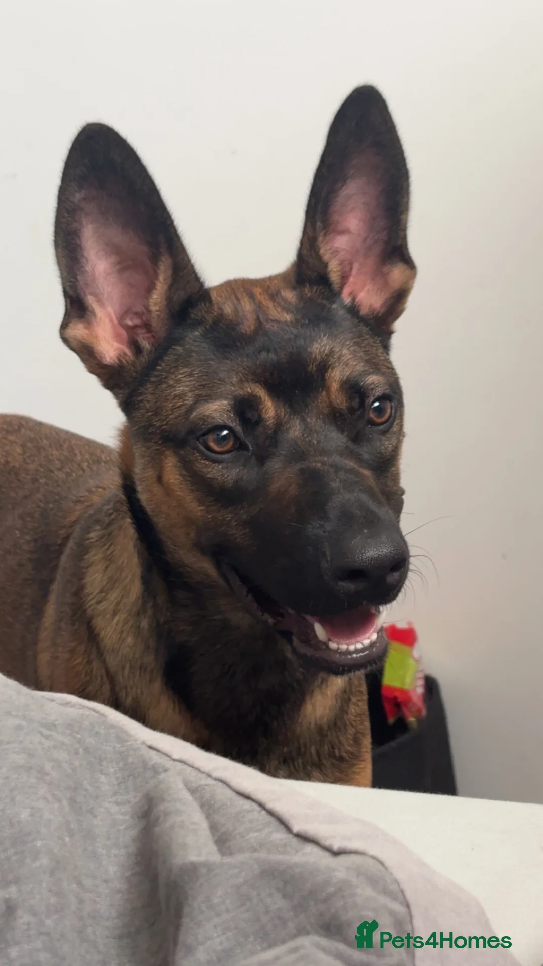 Belgian Shepherd Dog dogs for sale: Nova  - Advert 2