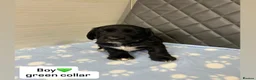 Cocker Spaniel dogs for sale: Beautiful cocker spaniel puppies  - Advert 3