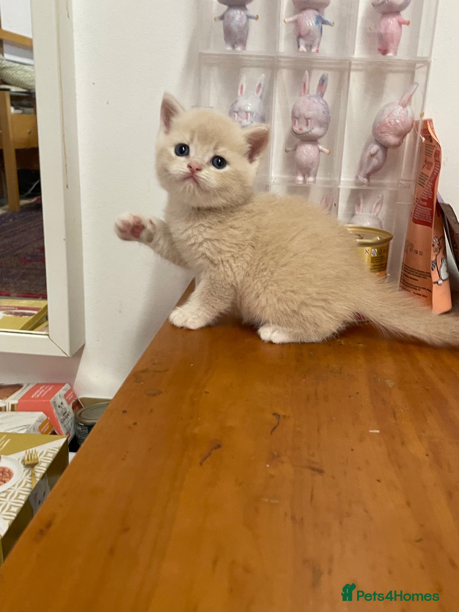 British Shorthair cats Adorable BSH kittens - Advert 2