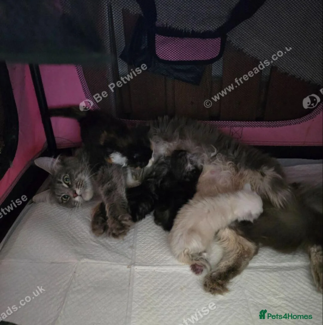 Maine Coon cats for sale: MaineCoon Boy  - Advert 8