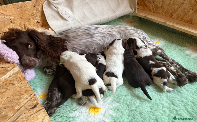 Sprocker dogs - Advert 9