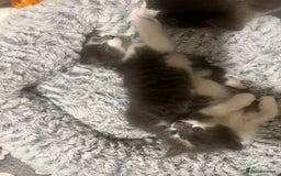 Ragdoll cats for sale: Two Male grey and white Rag-dolls  - Image 11