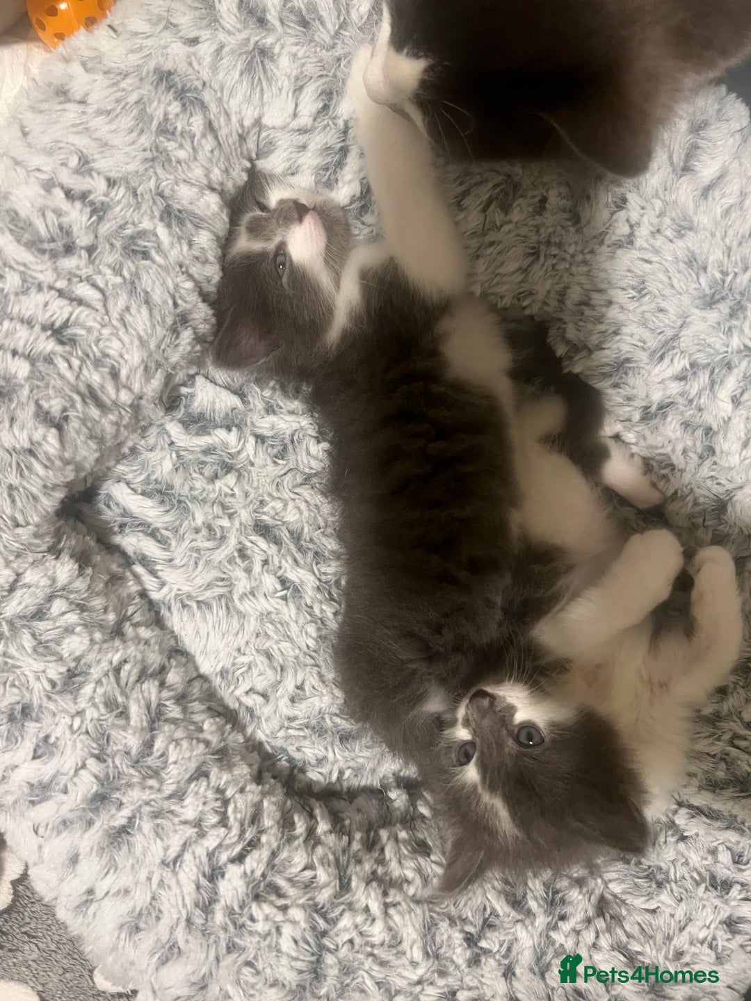 Ragdoll cats for sale: Two Male grey and white Rag-dolls  - Image 11