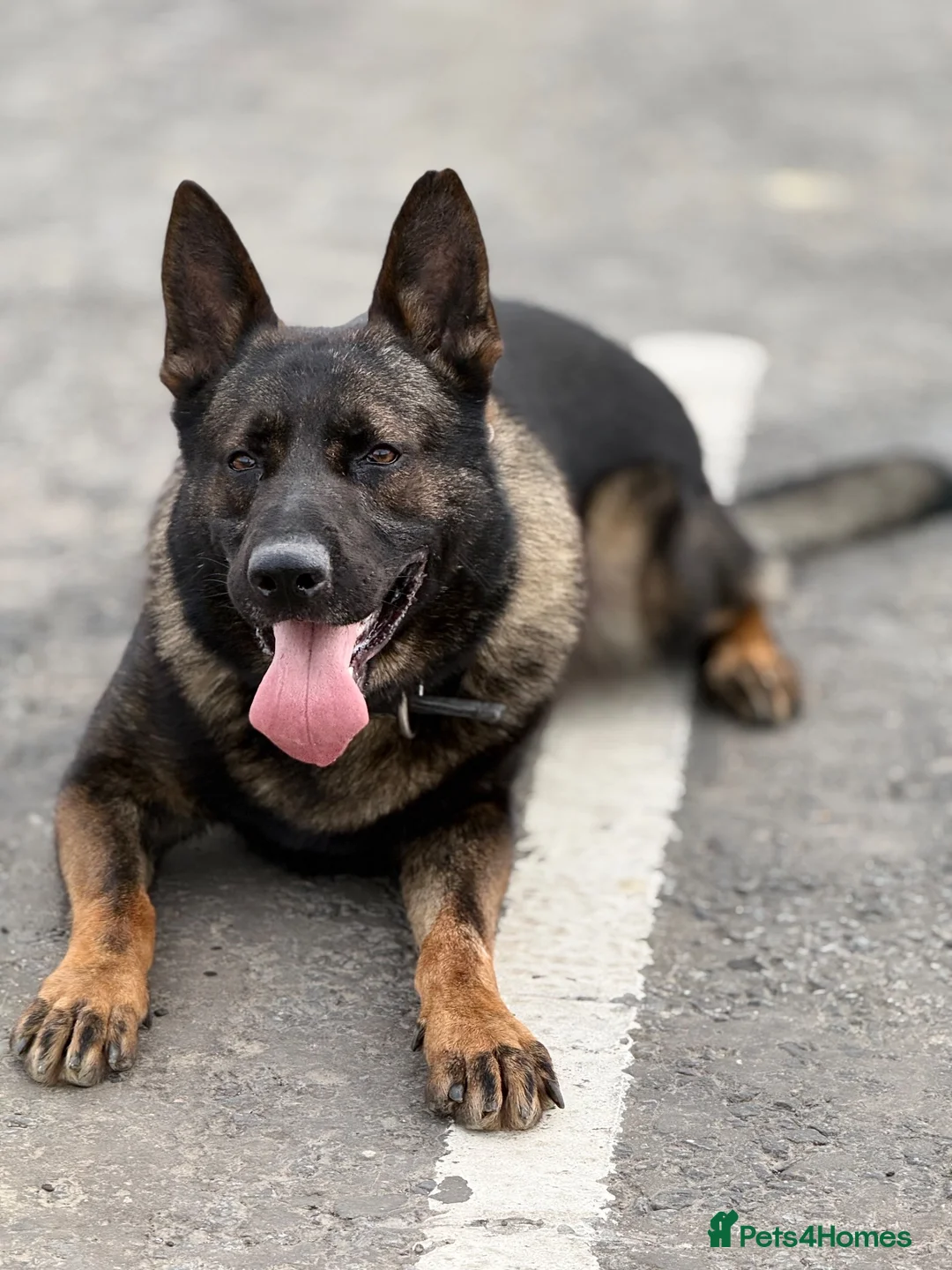 German Shepherd dogs for stud: German Shepherd Stud | Kaiser | 5 Years Old in Mitcham - Advert 2