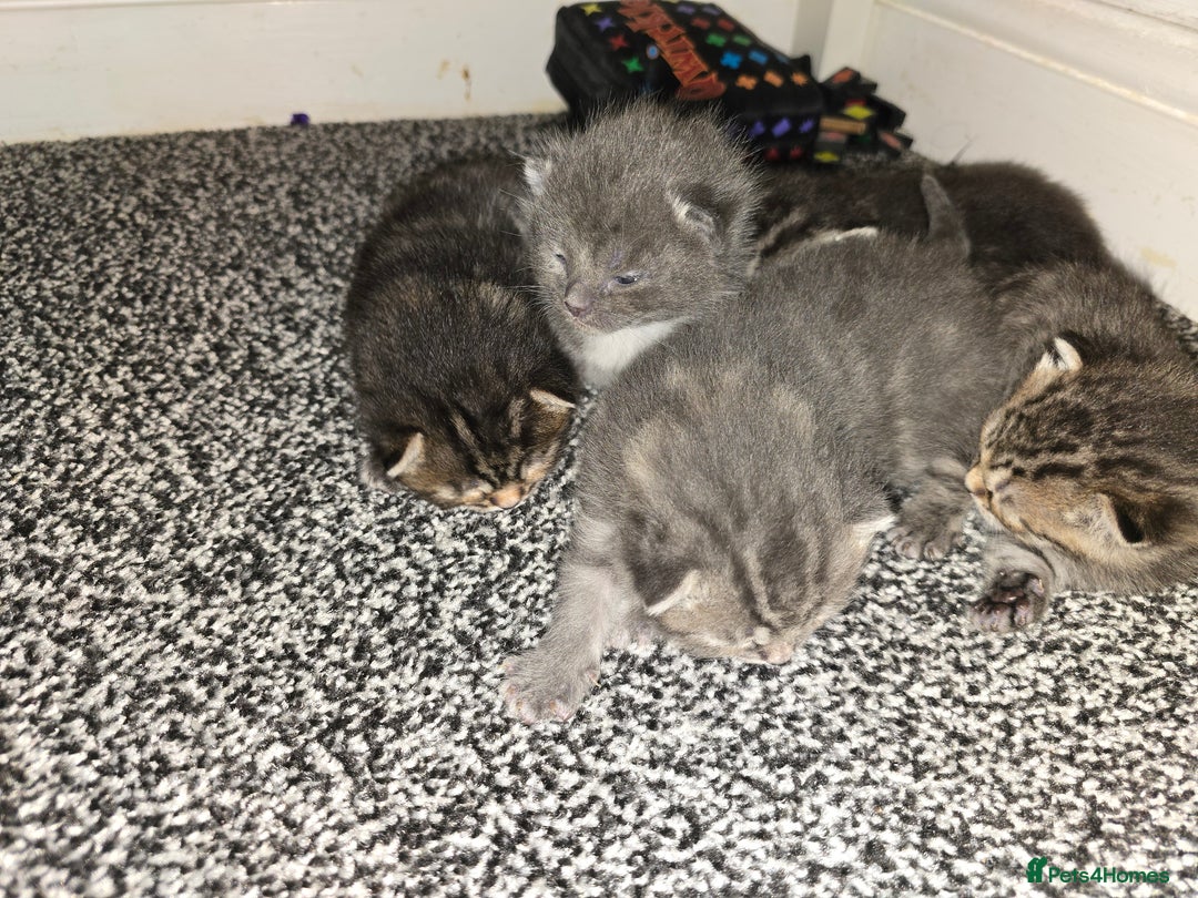 Mixed Breed cats for sale: Small mixed breed fluffy kittens - Advert 5