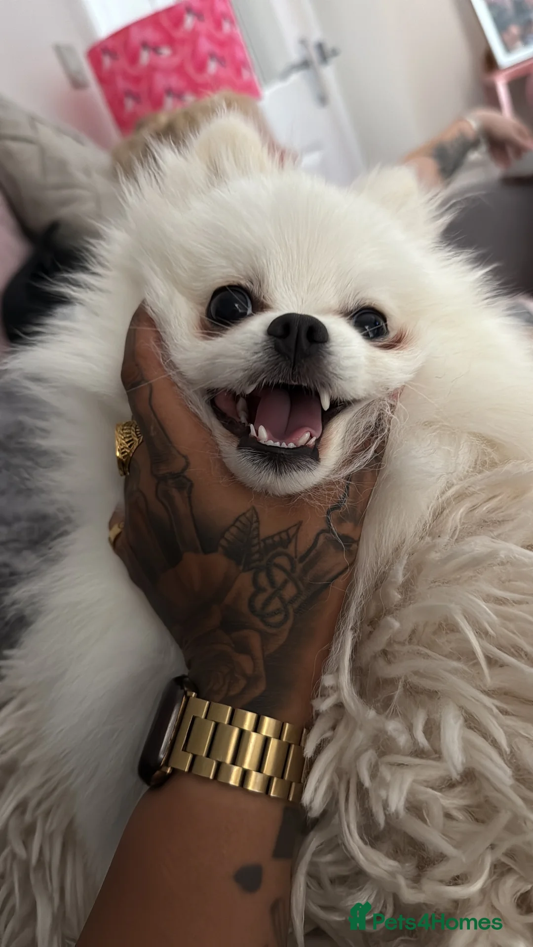 Pomeranian dogs for stud: POMERANIAN AVAILABLE FOR STUD - Advert 2