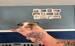 Mixed Breed dogs for sale: French Bull Jacks x 5 (All male)  - Image 9