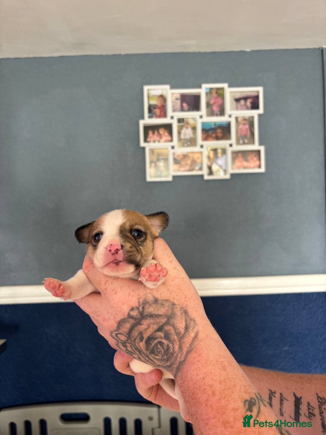 Mixed Breed dogs for sale: French Bull Jacks x 5 (All male)  - Image 9