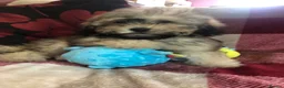 Shihpoo dogs for sale: shihpoo puppies for sale  - Advert 12