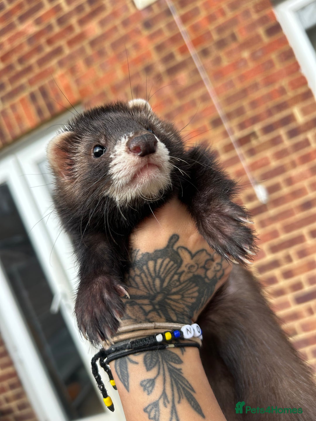 Ferret rodents for sale: 2 semi angora black self babies 1 jill 1 hob left  - Image 4