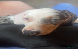 Dachshund dogs for sale: 2 Sausage dog female puppies for sale - Image 8