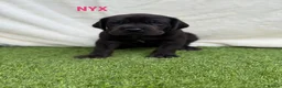 Great Dane dogs for sale: Chunky Great Dane puppies  - Advert 15