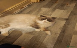 Mixed Breed cats for sale: Two Perdoll Female Kittens Looking for a Home - Image 13