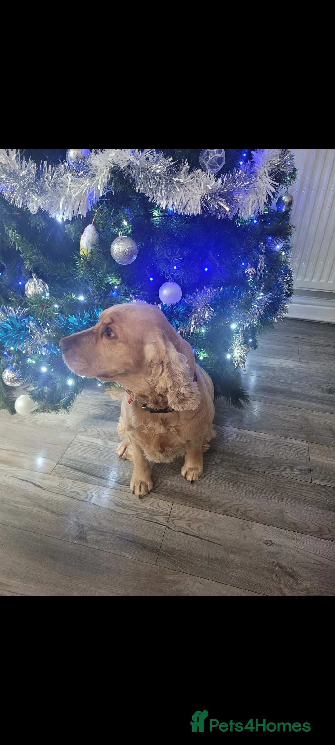 Cocker Spaniel dogs for sale: Pure golden show cockers spaniels Villaspaniol - Advert 4