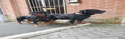 Rottweiler dogs for sale: ROTTWEILER PUPPIES FOR SALE  - Advert 35