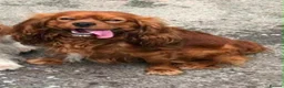 Cavalier King Charles Spaniel dogs for sale: 🐾AMAZING KC REGISTERED CAVALIERS 🐾 - Advert 10