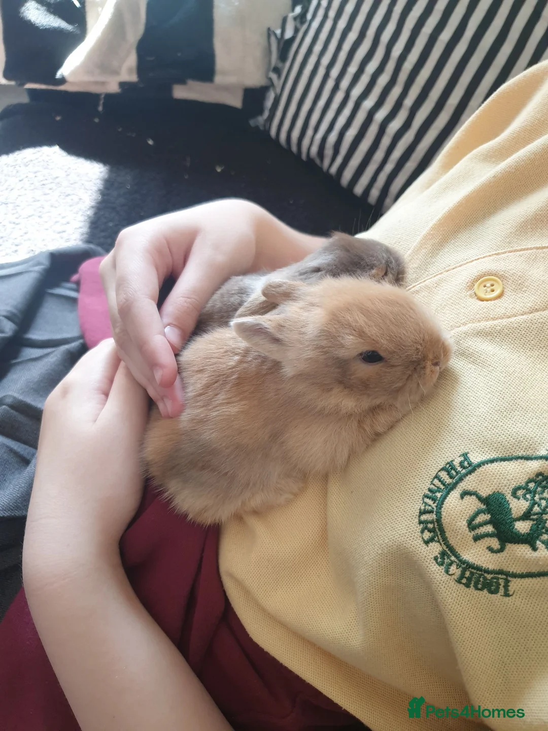 Lionhead rabbits for sale: 4 beautiful lionhead rabbits for sale in Blackburn - Advert 1