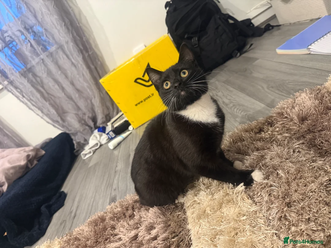 Mixed Breed cats for sale: Female  - Advert 4