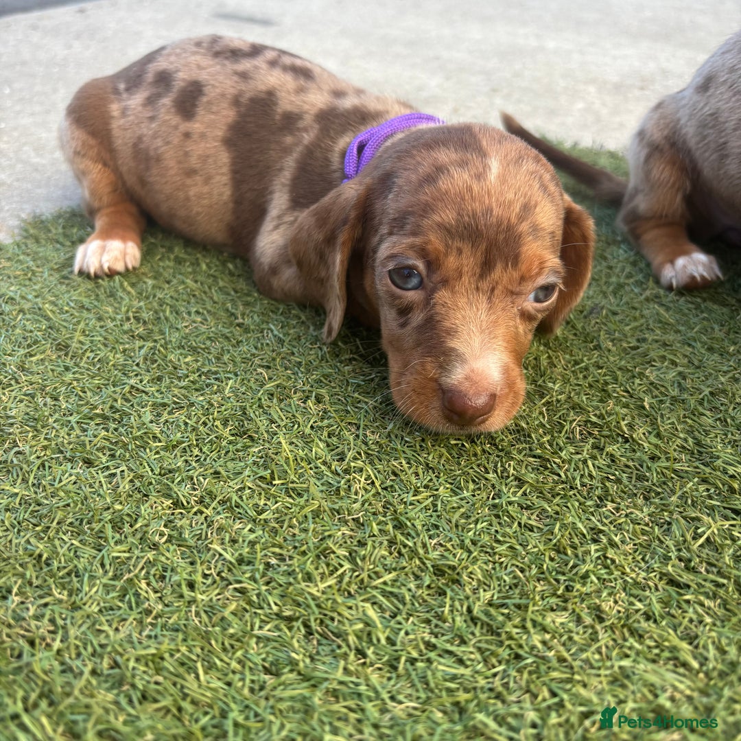 Miniature Dachshund dogs for sale: Miniature dachshund puppy’s TO LEAVE NOW in Luton - Image 21