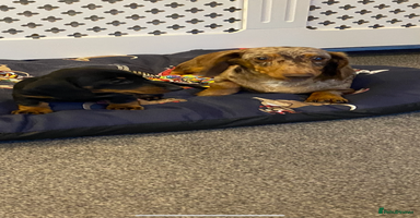 Dachshund dogs - Advert 4