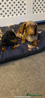 Dachshund dogs - Advert 4
