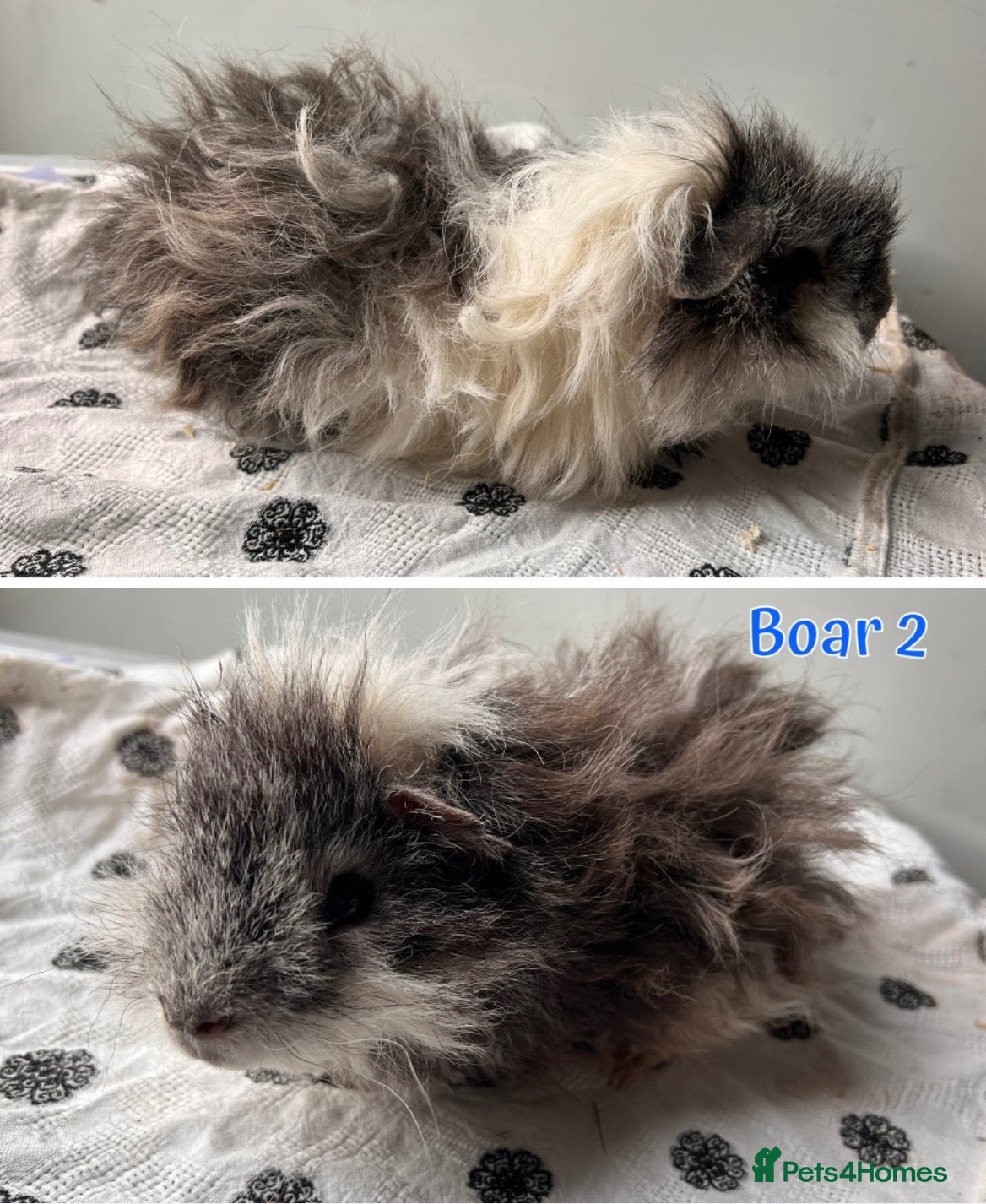 Guinea Pig rodents Guinea pig sows and boars - Lunkarya & Swiss  - Advert 2