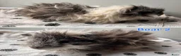 Guinea Pig rodents for sale: Guinea pig sows and boars - Lunkarya & Swiss  - Advert 6