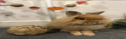 Lionhead rabbits for sale: Mini double maned lionhead  in Stowmarket - Advert 3