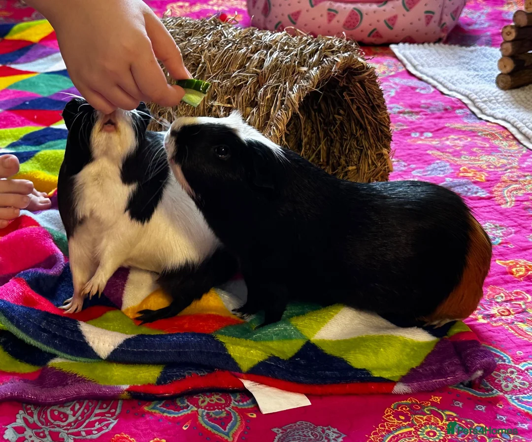 Guinea Pig rodents for sale: Pair of bonded female guinea pigs  in Plymouth - Advert 2