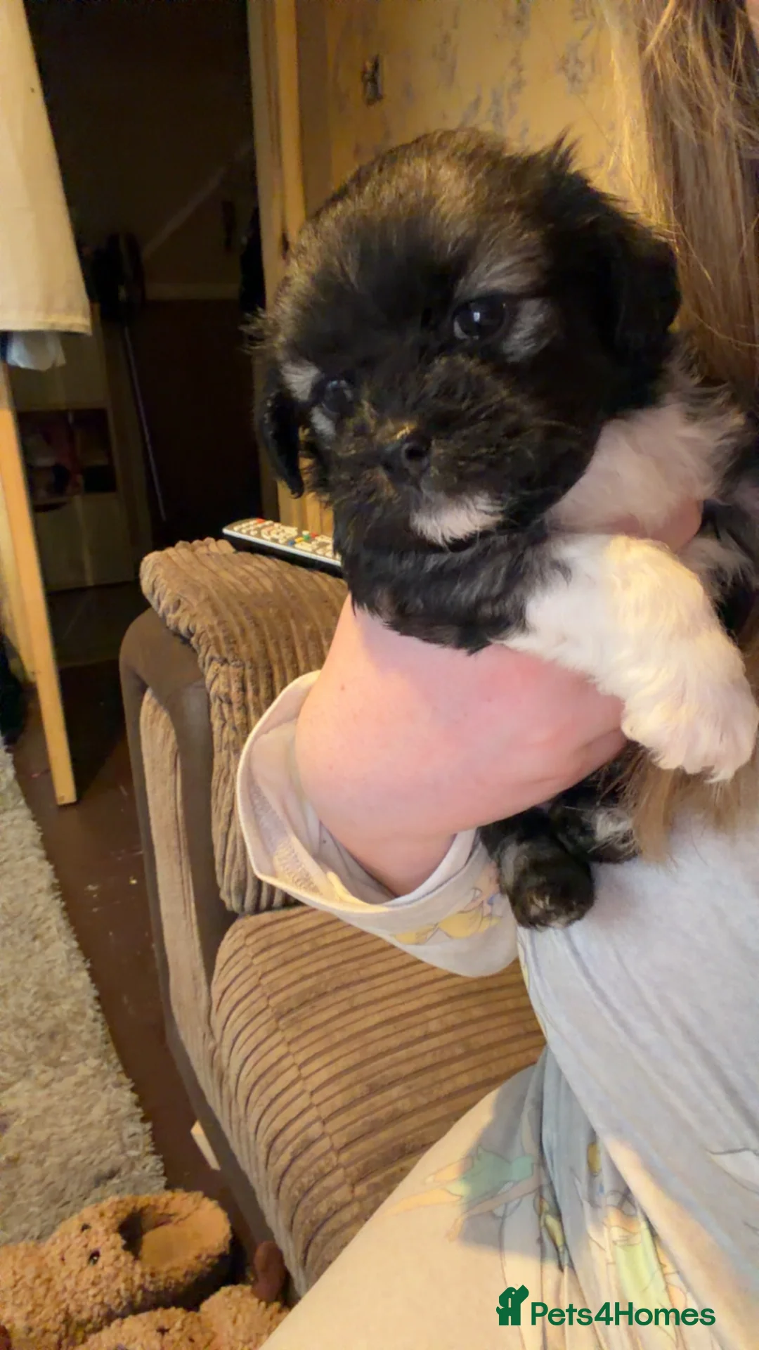 Mixed Breed dogs for sale: Chinese Crested X Shih Tzu - Advert 9