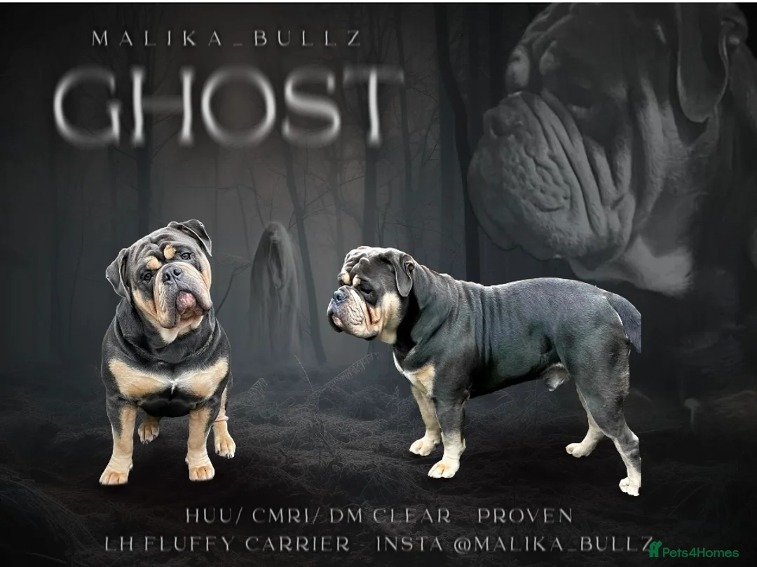 Olde English Bulldogge dogs for stud: Proven fluffy gene carrier health tested  - Advert 2