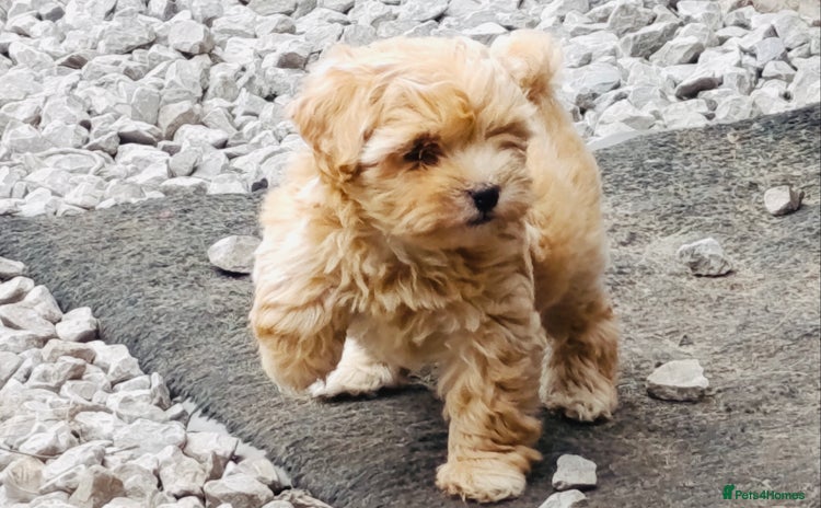 Maltipoo dogs - Advert 1