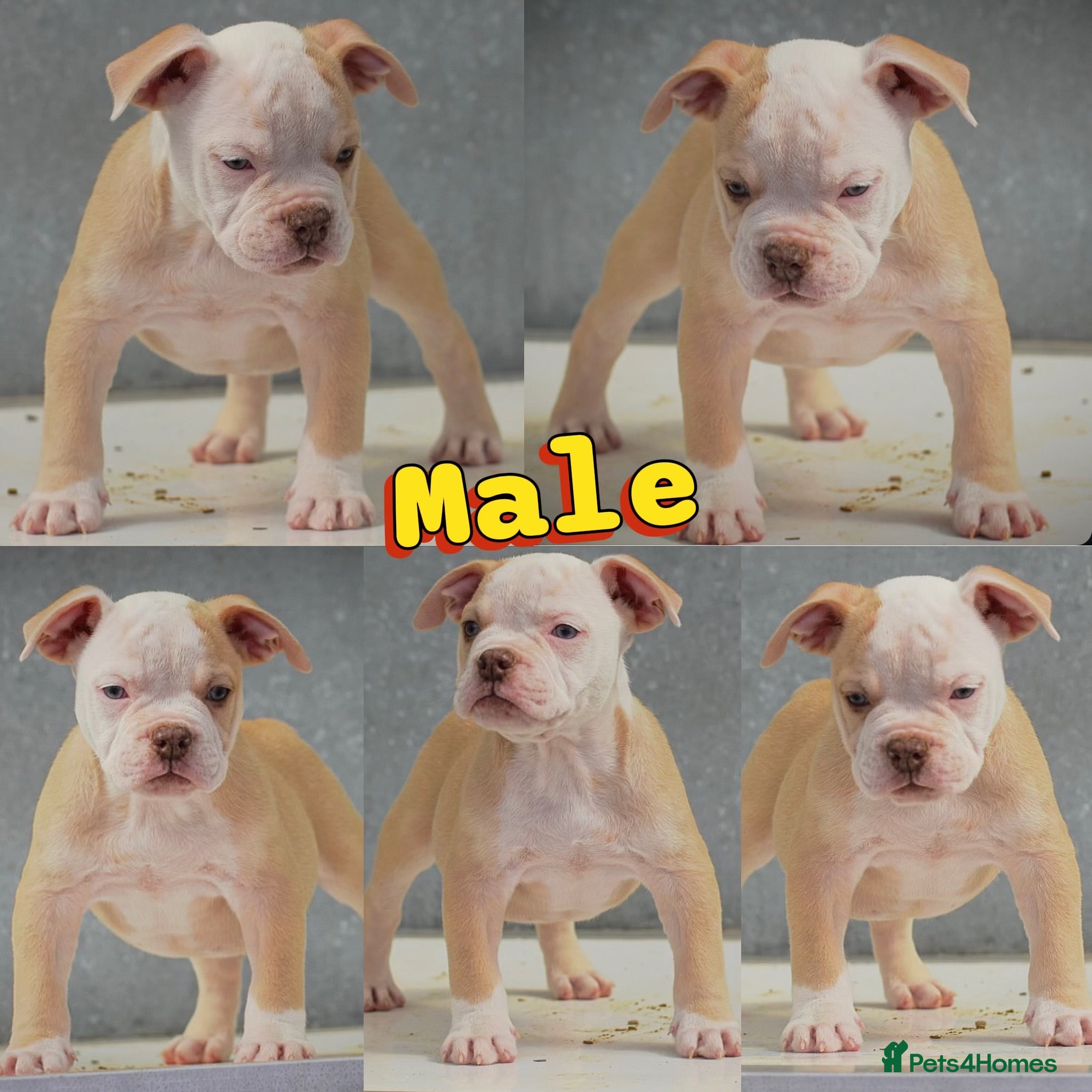 Olde English Bulldogge dogs 24 years 5⭐️Licensed & Registered, uk No 1  - Advert 6
