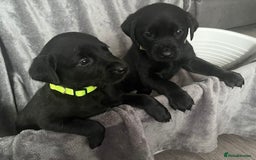 Labrador Retriever dogs for sale: Beautiful KC registered Labrador puppies - Image 18