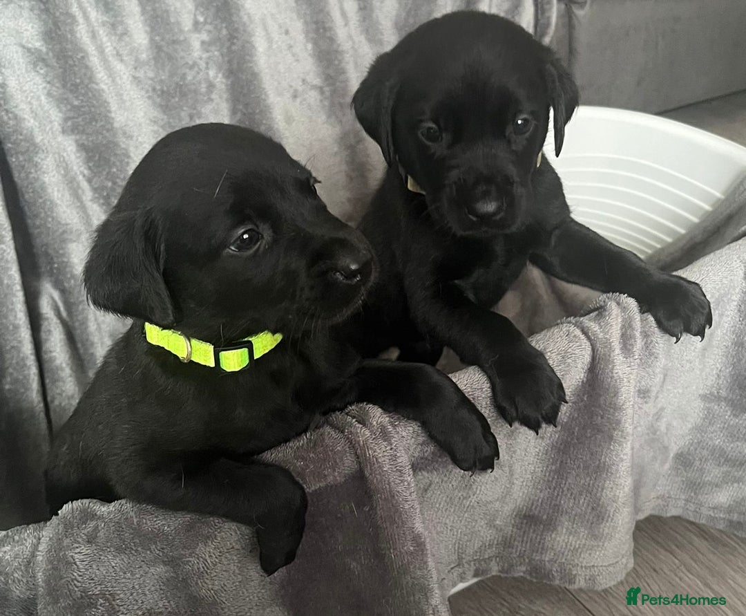 Labrador Retriever dogs for sale: Beautiful KC registered Labrador puppies - Image 18
