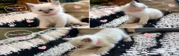Ragdoll cats for sale: Beautiful Ragdoll kittens  - Advert 4