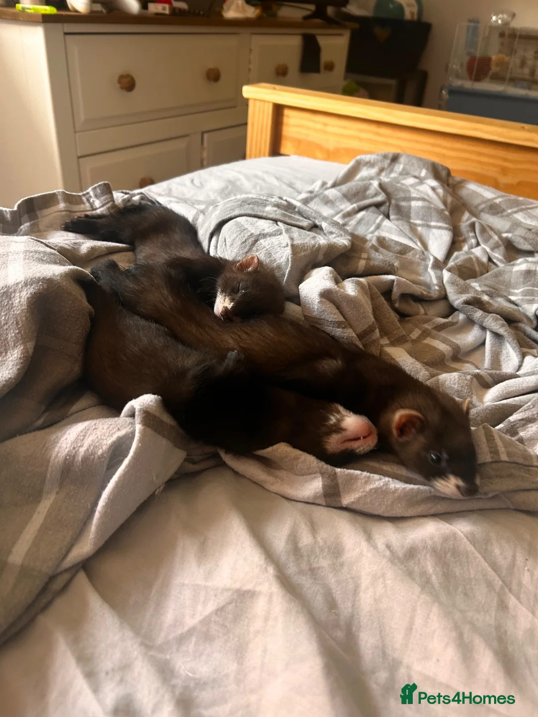 Ferret rodents for sale: 3 boy ferrets for sale. in Bishop Auckland - Advert 1