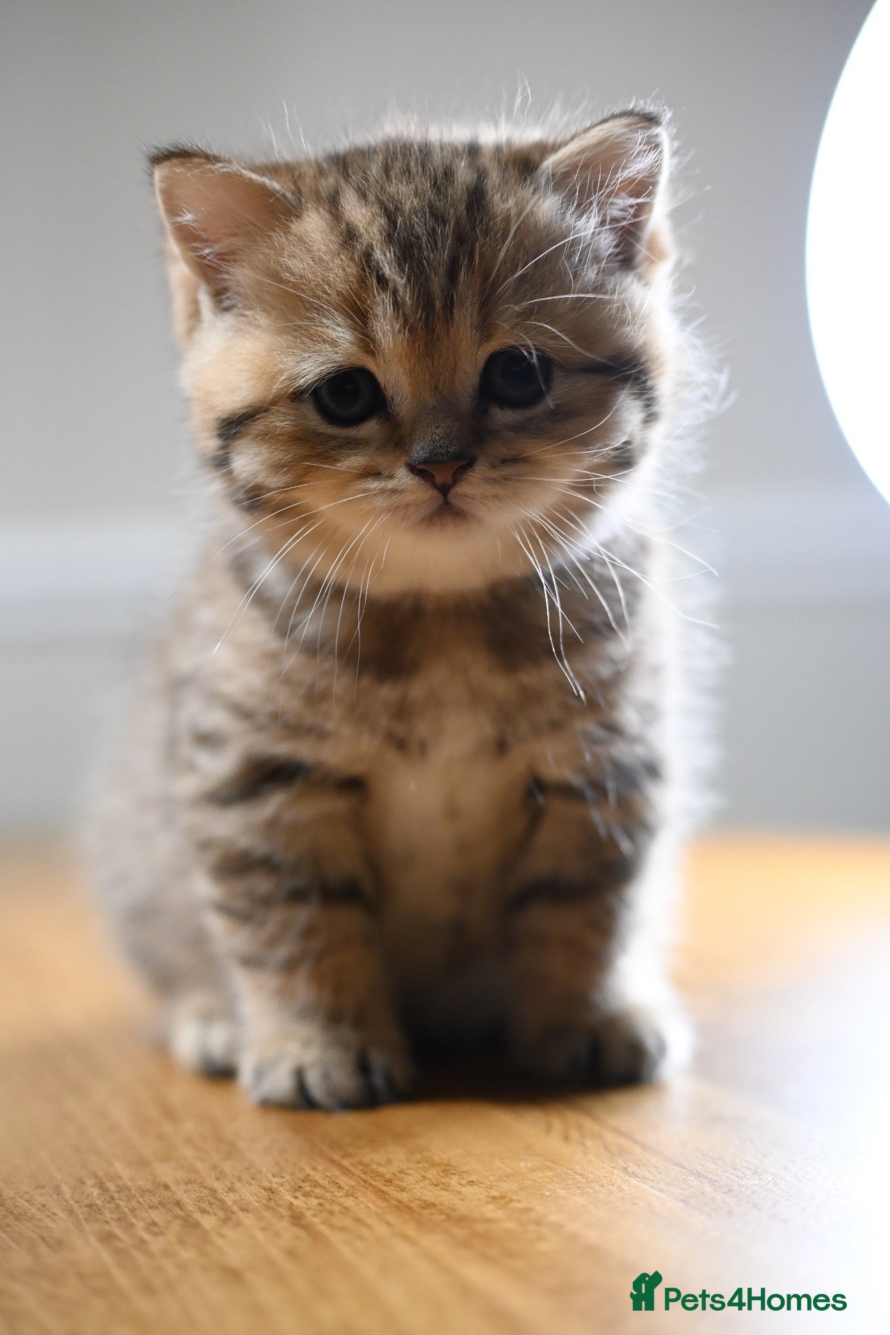 British Shorthair cats for sale: TICA/GCCF British Short//Long Hair Kittens  - Advert 16