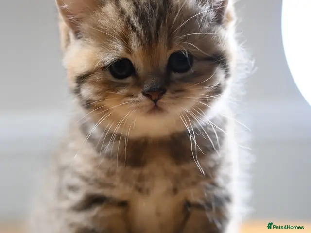 British Shorthair cats for sale: TICA/GCCF British Short//Long Hair Kittens - Advert 16