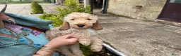 Cockapoo dogs for sale: COCKERPOO PUPS FROM 5 STAR LICENSED HOME BREEDER - Advert 2