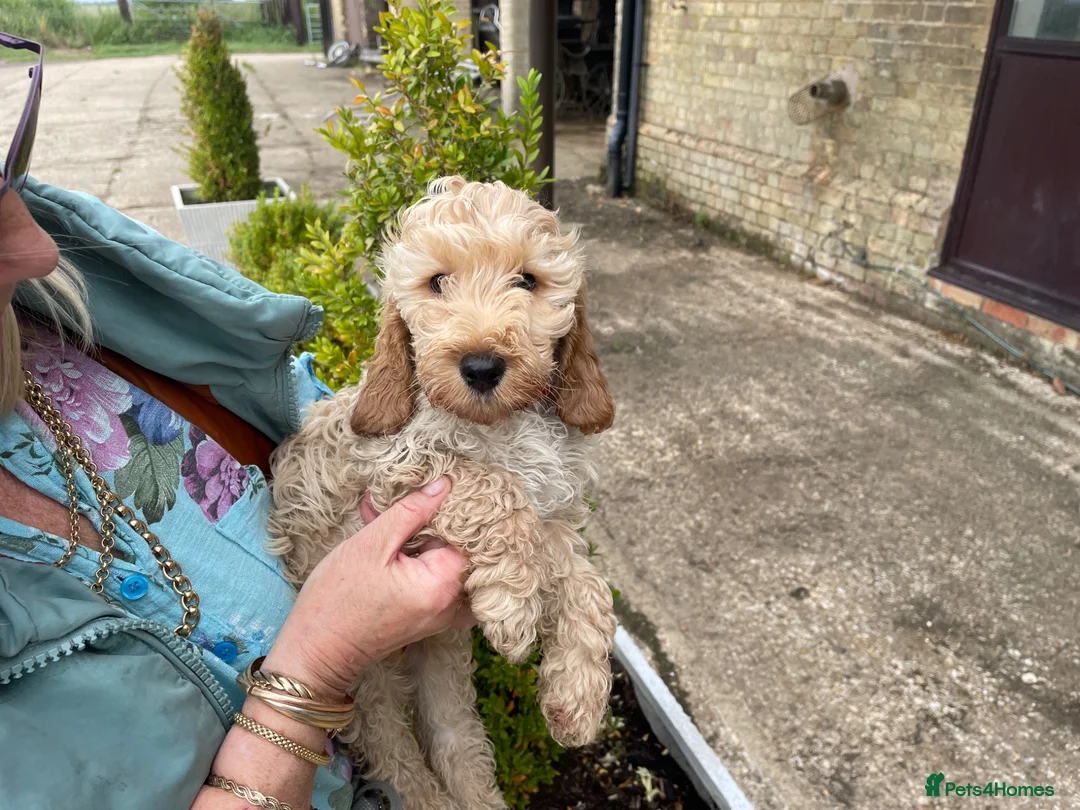 Cockapoo dogs for sale: COCKERPOO PUPS FROM 5 STAR LICENSED HOME BREEDER - Advert 2