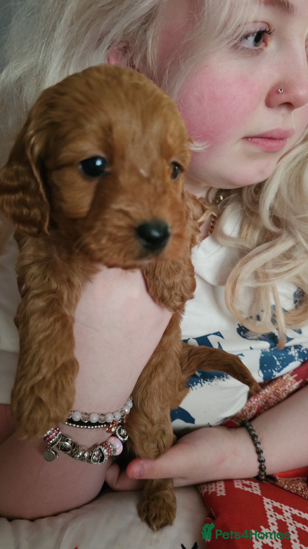 Cavapoo dogs for sale: Dashing Cavapoo Puppies  - Advert 28
