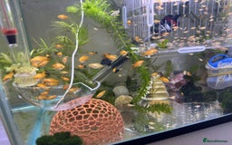 Platies fish for sale: Small platys for sale £1 each in Bromley - Image 6
