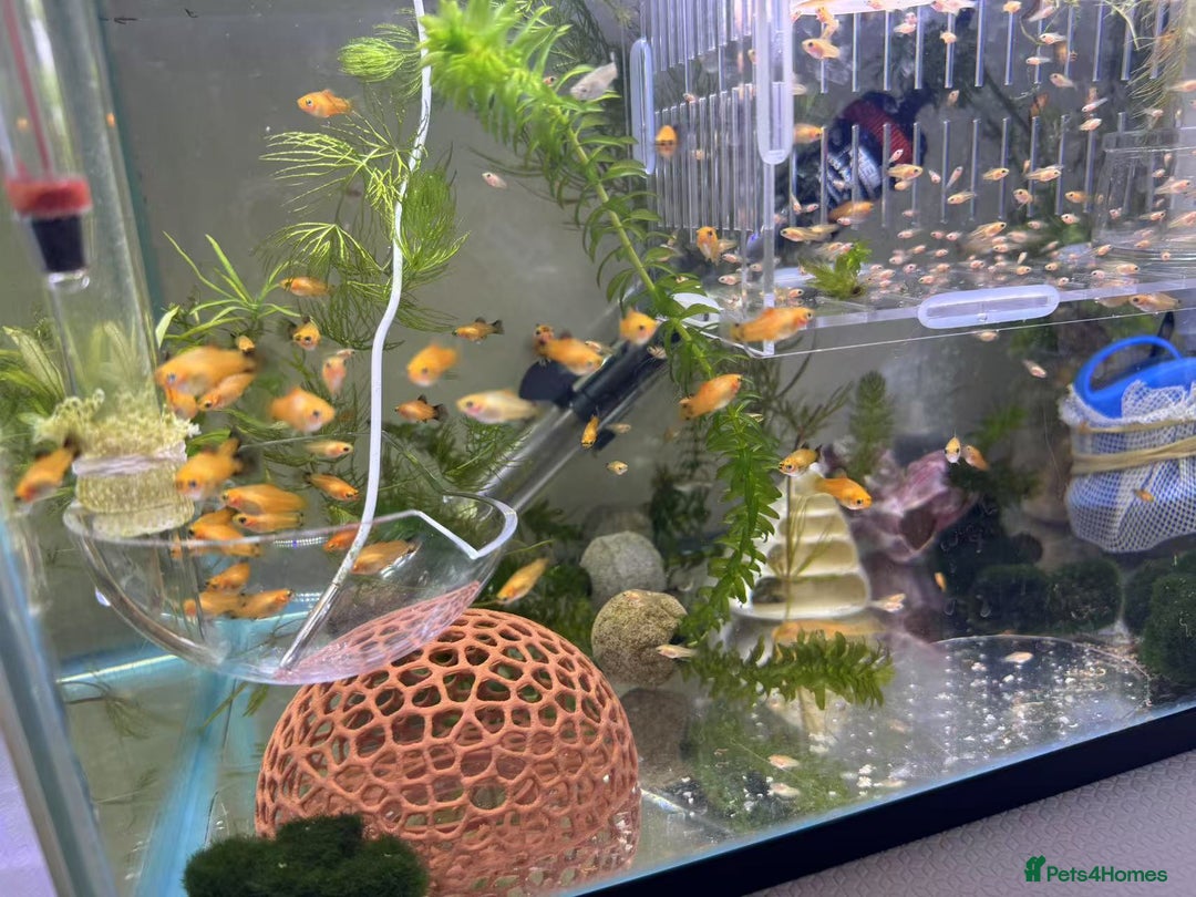 Platies fish for sale: Small platys for sale £1 each in Bromley - Image 6